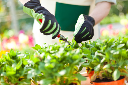 Wenn Sie Ihren Garten teilen möchten, stellen Sie klare Regeln auf