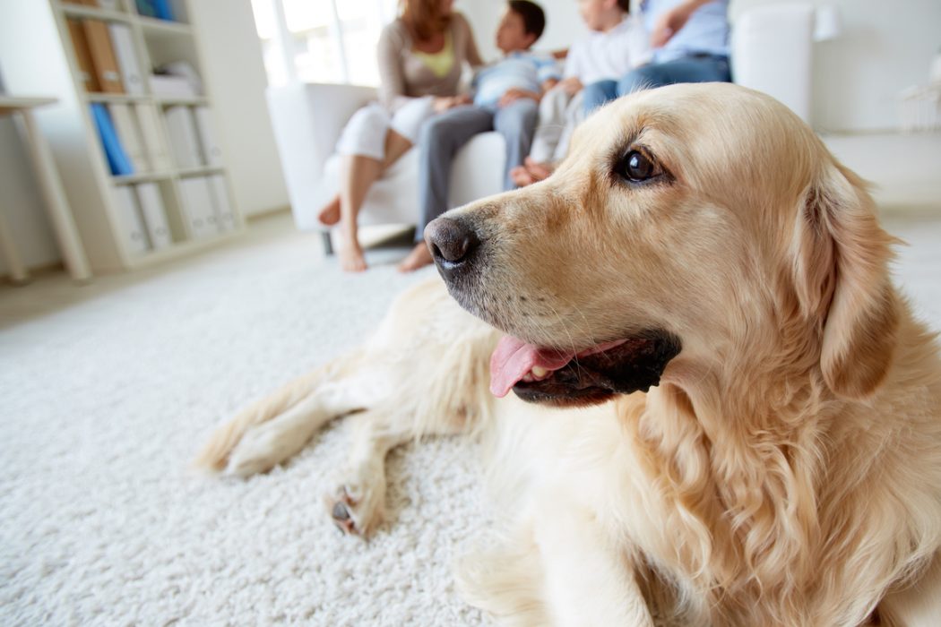 Hund liegt auf einem Teppich, im Hintergrund ist seine Familie zu sehen